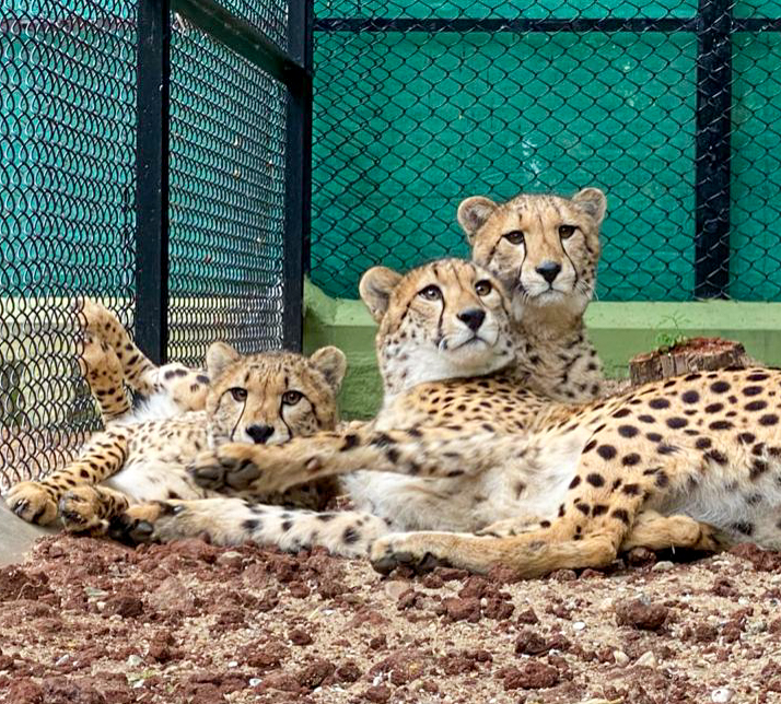 African Hunting Cheetah